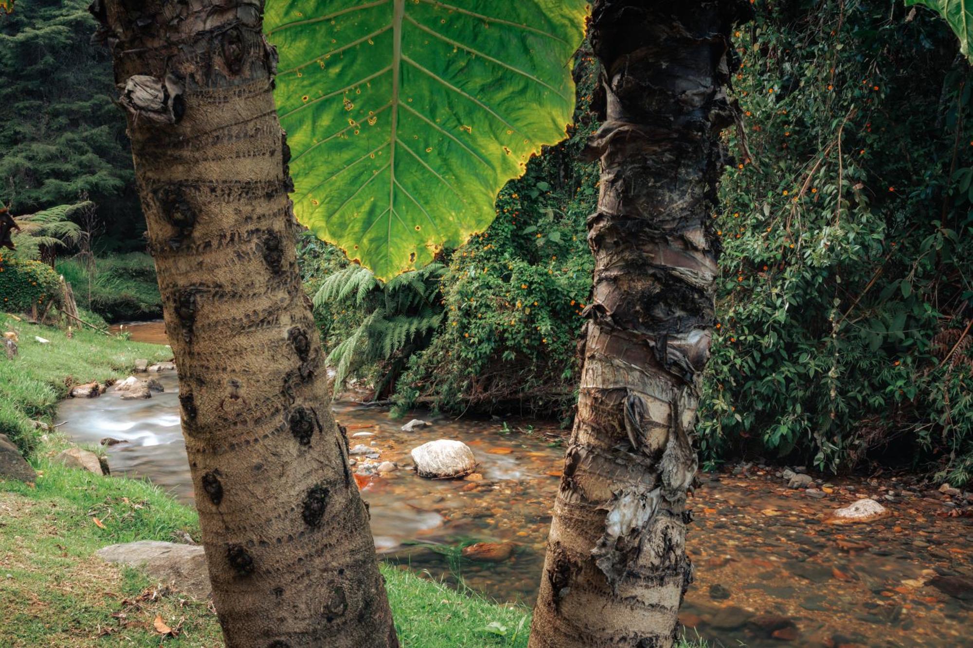 Bubblesky Glamping 15 Min From Medellin Hotel Rionegro Bagian luar foto